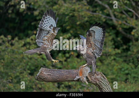 Paar von Buteo Buteo Mäusebussarde - anzeigen Aggression über Beute. Herbst. UK Stockfoto