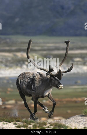 Kargen Boden Caribou (Rangifer Tarandus Groenlandicus), Nordwest-Territorien, Kanada Stockfoto