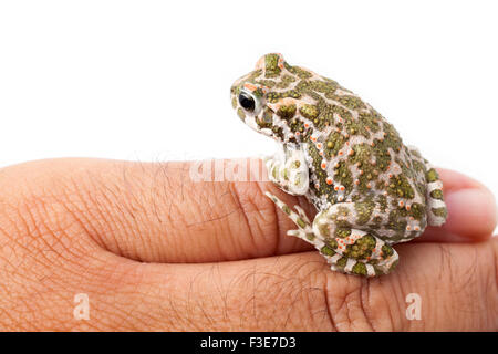 Europäische grüne Kröte auf die Hand eines Mannes, close-up erschossen Stockfoto