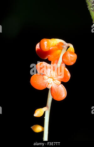 Clavija Procera (Theophrastaceae). Verwendet als Schlange biss Heilmittel von den Quechua-Indianern im ecuadorianischen Amazonasgebiet Stockfoto