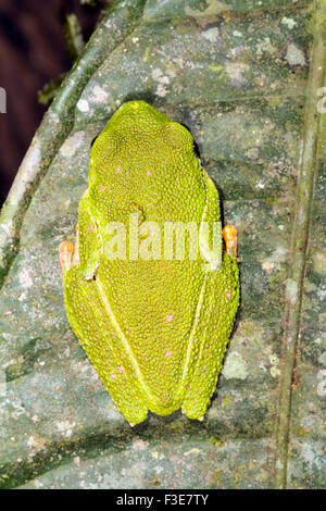 Amazon Blatt Frosch (Agalychnis Huiil), Ecuador Stockfoto