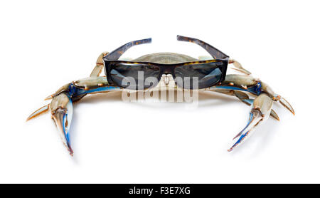 Blaue Krabbe mit Sonnenbrille Stockfoto