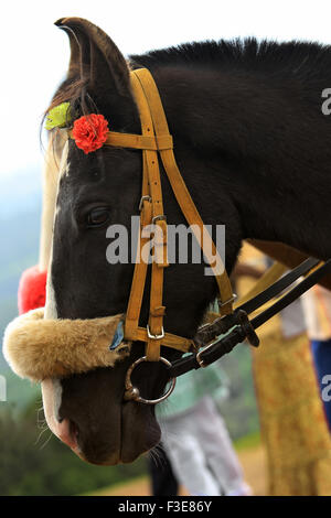 Schwarzes Pferd Stockfoto