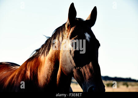 Bay farbiges Pferd mit sonnigen Seite des Gesichts Stockfoto