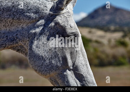 Floh gebissen farbiges Pferd-Profil mit Berg im Hintergrund Stockfoto