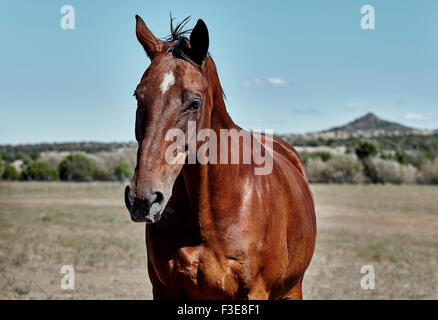 Bay farbiges Pferd im Freiland mit Berg im Hintergrund Stockfoto