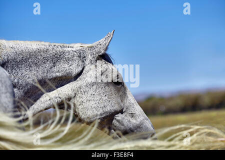 Floh gebissen grau gefärbt Pferd-Profil mit Schweif der wind Stockfoto