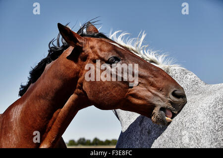 Bay farbiges Pferd Fellpflege und Floh gebissen grau gefärbt Pferd mit Zähnen Stockfoto