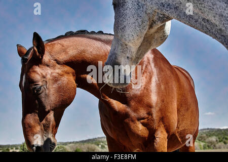 Bay farbiges Pferd mit Ohren zurück zeigen Unruhe, Floh gebissen farbigen grauen Pferd während des Essens Stockfoto