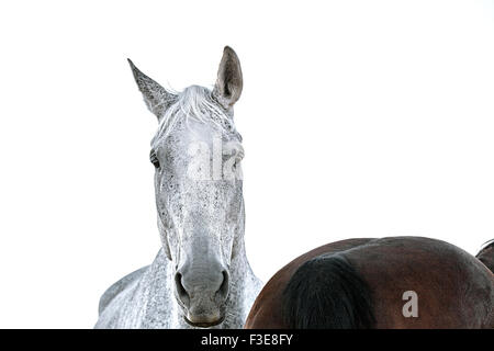 Floh gebissen grau gefärbt Pferd Strammstehen neben einer Bucht farbiges Pferd Stockfoto