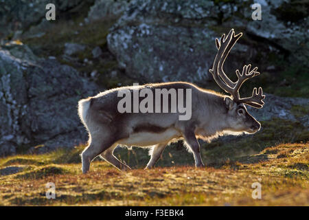 Svalbard-Rentiere (Rangifer Tarandus Platyrhynchus) männlich mit Geweih bedeckt in samt in der Tundra im Sommer Spitzbergen Stockfoto