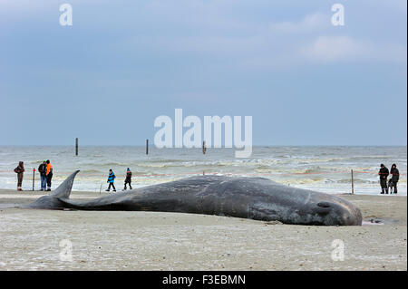 Touristen auf der Suche um gestrandete Pottwal (Physeter Macrocephalus) am Strand im winter Stockfoto