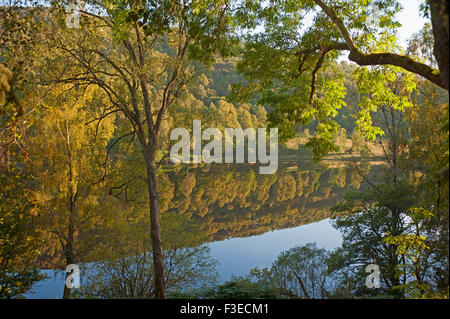 Herbst Birkenwäldern am Loch Tummel in der Nähe von Pitlochry, Perthshire Schottland.  SCO 10.097. Stockfoto