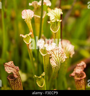 nordamerikanische Kannenpflanze Stockfoto