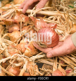 Nahaufnahme eines leitenden Männer Hand hält eine Zwiebel mit Zwiebelschalen in Hintergrund, Cornwall, uk Stockfoto