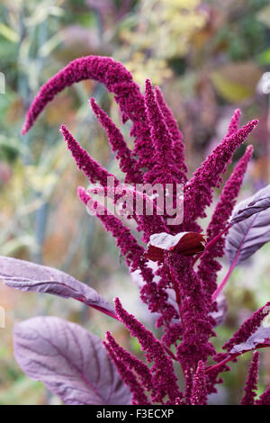 Amaranthus Tricolor "Rote Armee" Blumen. Stockfoto