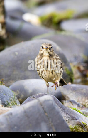 Ein Rock-Pieper auf Nahrungssuche an der West Wales Küste. Stockfoto