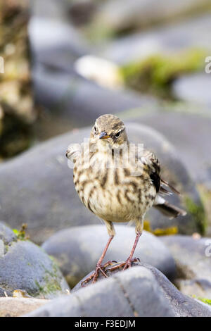 Ein Rock-Pieper auf Nahrungssuche an der West Wales Küste. Stockfoto