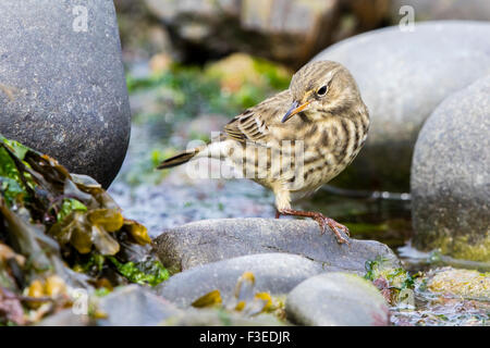 Ein Rock-Pieper auf Nahrungssuche an der West Wales Küste. Stockfoto