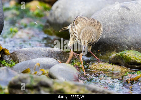 Ein Rock-Pieper auf Nahrungssuche an der West Wales Küste. Stockfoto