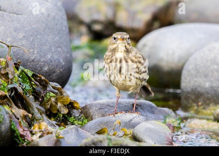 Ein Rock-Pieper auf Nahrungssuche an der West Wales Küste. Stockfoto