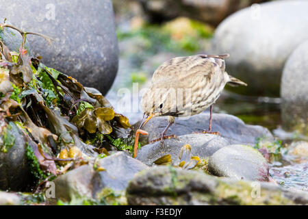 Ein Rock-Pieper auf Nahrungssuche an der West Wales Küste. Stockfoto