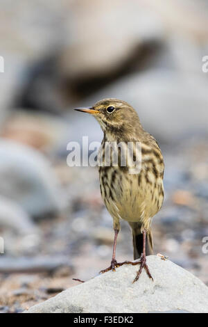 Ein Rock-Pieper auf Nahrungssuche an der West Wales Küste. Stockfoto