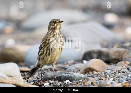 Ein Rock-Pieper auf Nahrungssuche an der West Wales Küste. Stockfoto