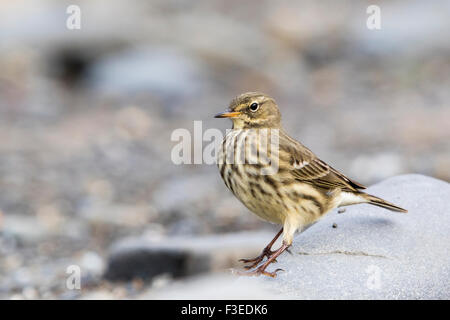 Ein Rock-Pieper auf Nahrungssuche an der West Wales Küste. Stockfoto