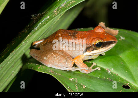 Regen Sie Frosch (Pristimantis Conspicillatus) auf einem Blatt im Regenwald, in der Nacht, Ecuador Stockfoto