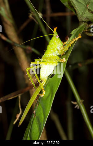 Weibliche dornigen Teufel Grashuepfer (Panacanthus Cuspidatus) in der Nacht im Regenwald Ecuadors Stockfoto