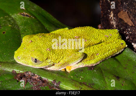 Amazon Blatt Frosch (Agalychnis Hulli) auf einem Blatt im Regenwald Ecuadors Stockfoto