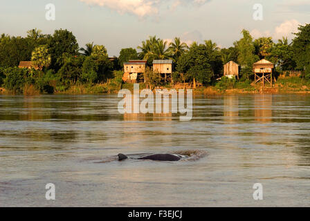 Mekong River in der Nähe von Kampi. Auf der Suche nach einige Süßwasserdelphine Irrawaddy. Kratie. Irrawaddy Delfine beobachten, der beste Ort, um Stockfoto