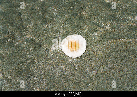 Sand Dollar auf Sand Dollar Beach, Los Padres National Forest, Big Sur, Kalifornien Stockfoto