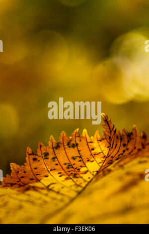 Goldene Herbst Blatt Nahaufnahme Stockfoto
