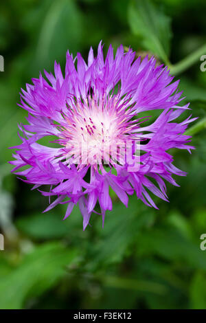 Einzigen, großen Blüte des ewigen persische Kornblume, Centaurea dealbata Stockfoto