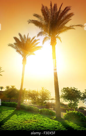 Hohe Palmen in ägyptischen Hotel bei Sonnenuntergang Stockfoto