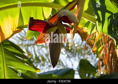 Banane Blume in der Oase Dorf von Misfat Al Abriyeen in das Sultanat Oman Stockfoto