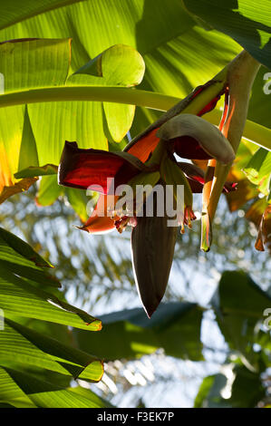 Banane Blume in der Oase Dorf von Misfat Al Abriyeen in das Sultanat Oman Stockfoto