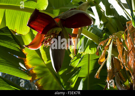 Banane Blume in der Oase Dorf von Misfat Al Abriyeen in das Sultanat Oman Stockfoto