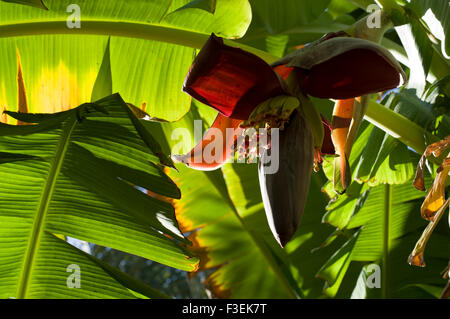 Banane Blume in der Oase Dorf von Misfat Al Abriyeen in das Sultanat Oman Stockfoto