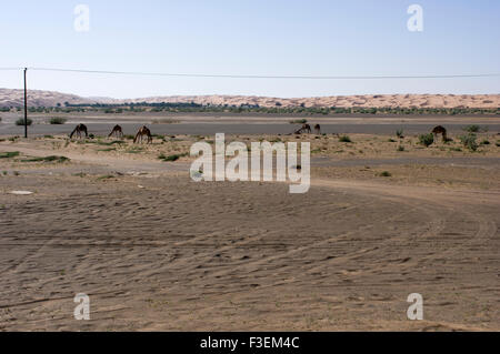 Kamele in der Nähe einer Straße in der al-Sharqiya Beweidung Wüstenlandschaft mit Sanddünen im Hintergrund in Oman Stockfoto