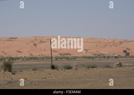 Kamele in der Nähe einer Straße in der al-Sharqiya Beweidung Wüstenlandschaft mit Sanddünen im Hintergrund in Oman Stockfoto