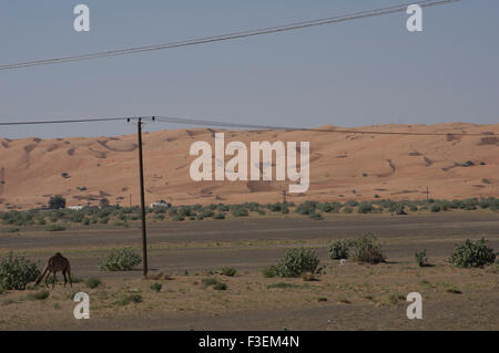 Kamele in der Nähe einer Straße in der al-Sharqiya Beweidung Wüstenlandschaft mit Sanddünen im Hintergrund in Oman Stockfoto