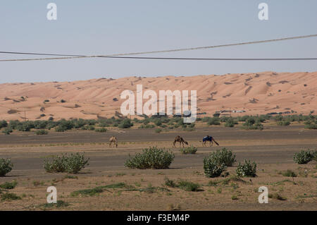 Kamele in der Nähe einer Straße in der al-Sharqiya Beweidung Wüstenlandschaft mit Sanddünen im Hintergrund in Oman Stockfoto