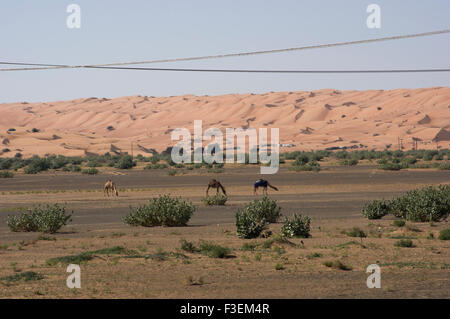 Kamele in der Nähe einer Straße in der al-Sharqiya Beweidung Wüstenlandschaft mit Sanddünen im Hintergrund in Oman Stockfoto