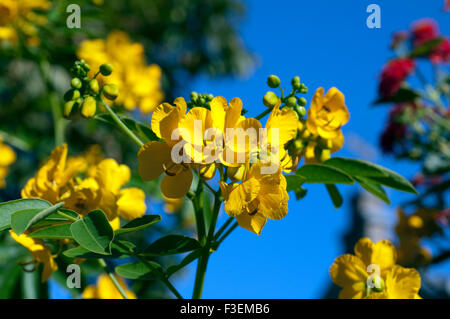 Chinesische; Senna; Cassia Stockfoto