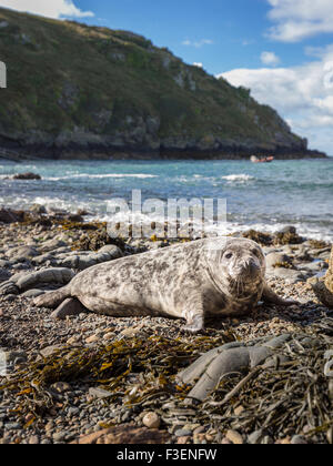 Grey Seal (Halichoerus Grypus) Welpen in einer Küstenstadt Bucht in Pembrokeshire, Wales Stockfoto