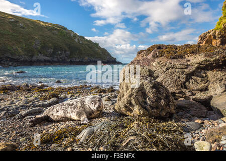 Grey Seal (Halichoerus Grypus) Welpen in einer Küstenstadt Bucht in Pembrokeshire, Wales Stockfoto