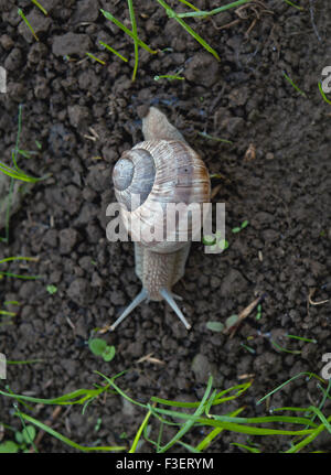 Schnecke kriecht über den Boden mit grünen Rasen Stockfoto